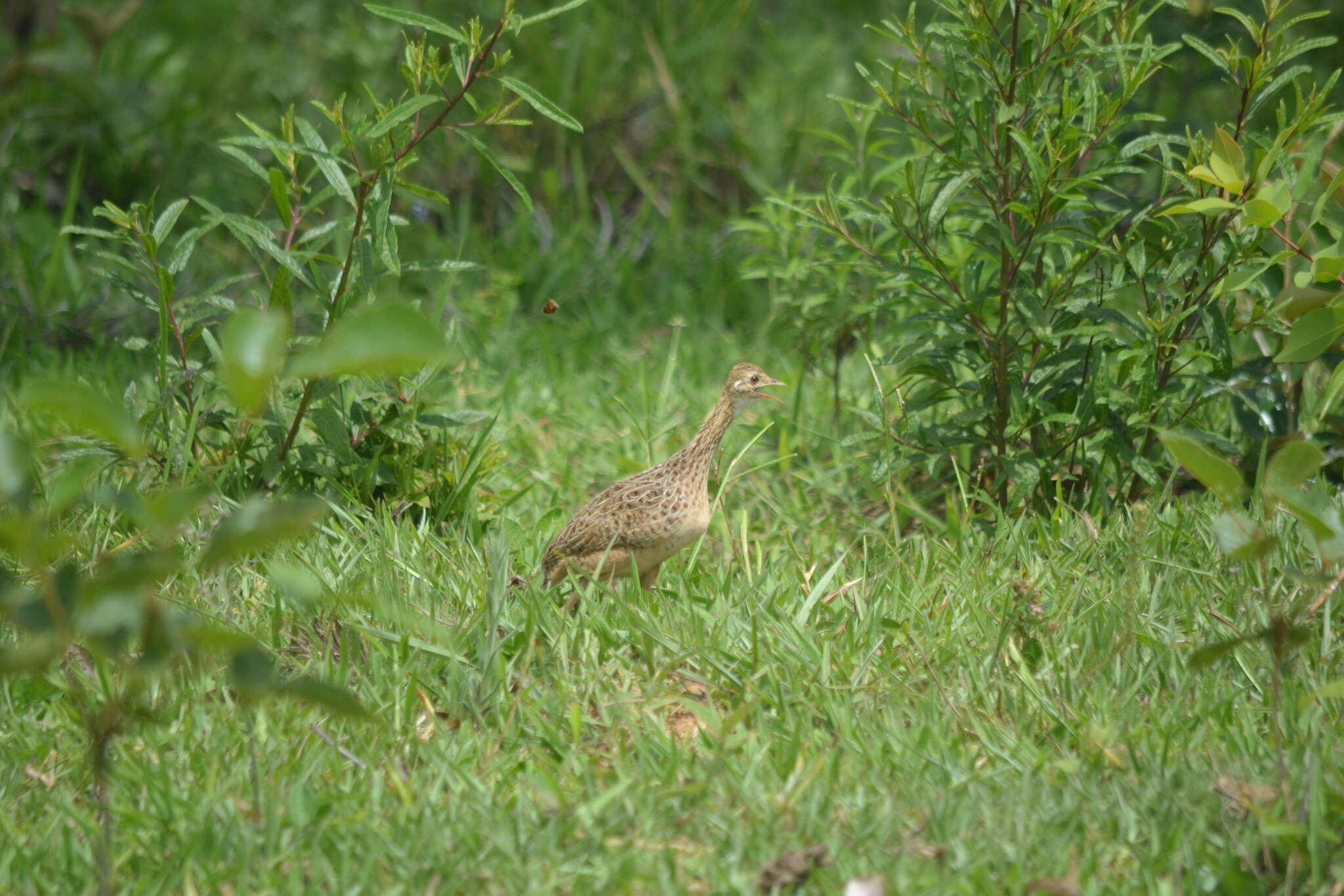 Image of Spotted Nothura