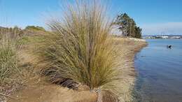 Image of Austrostipa stipoides (Hook. fil.) S. W. L. Jacobs & J. Everett