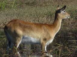 Image of Kafue Lechwe