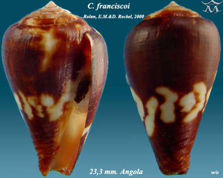 Image of Conus franciscoi Rolán & Röckel 2000