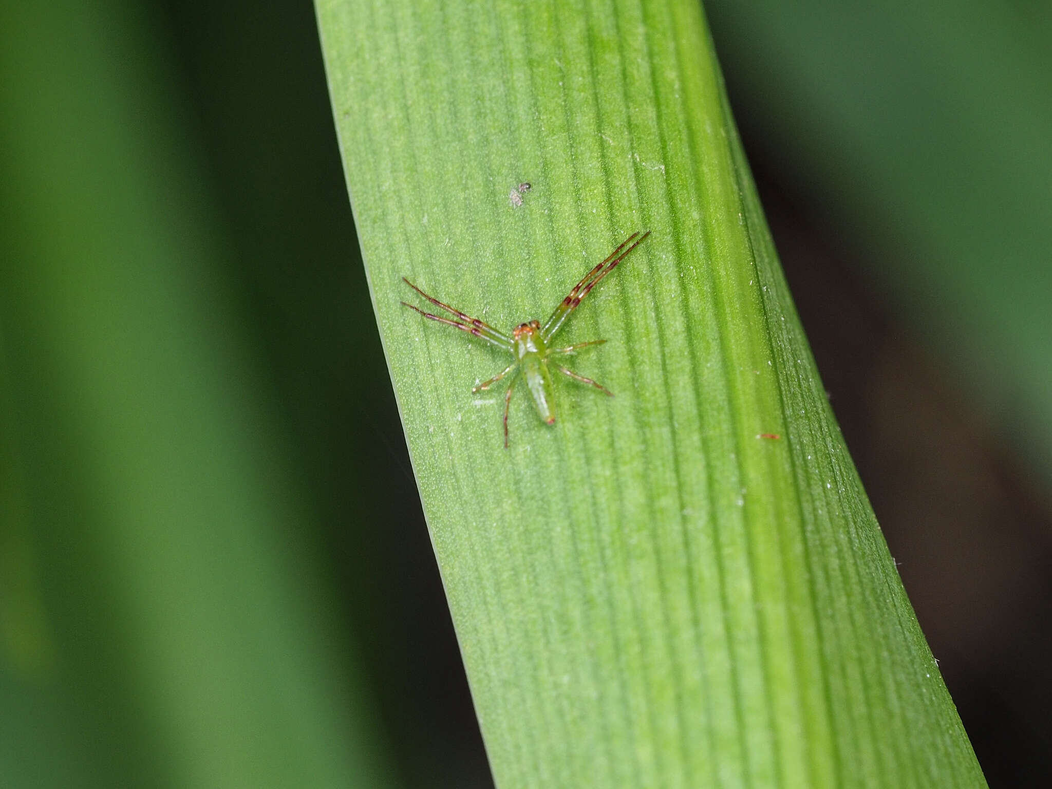 Sivun Cetratus rubropunctatus (Rainbow 1920) kuva