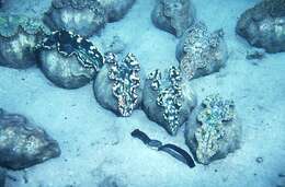 Image of Southern Giant Clam