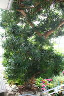 Image of Buddhist Pine