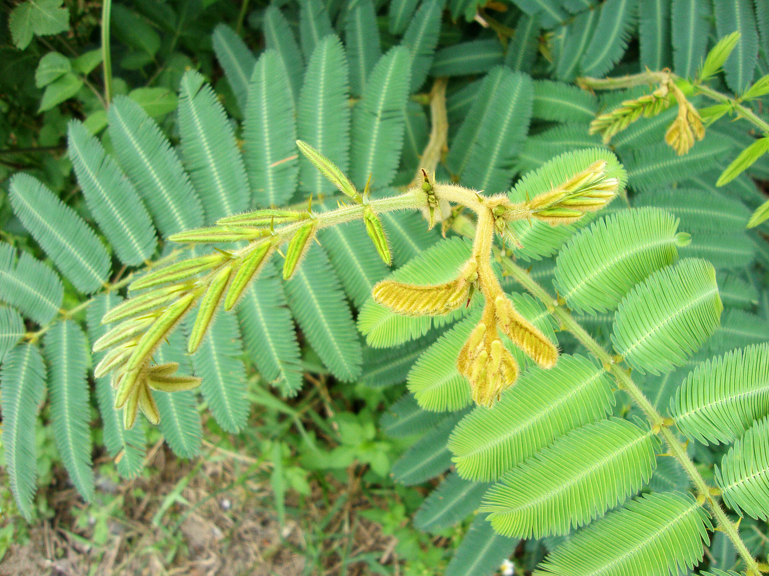 Plancia ëd Mimosa pigra L.