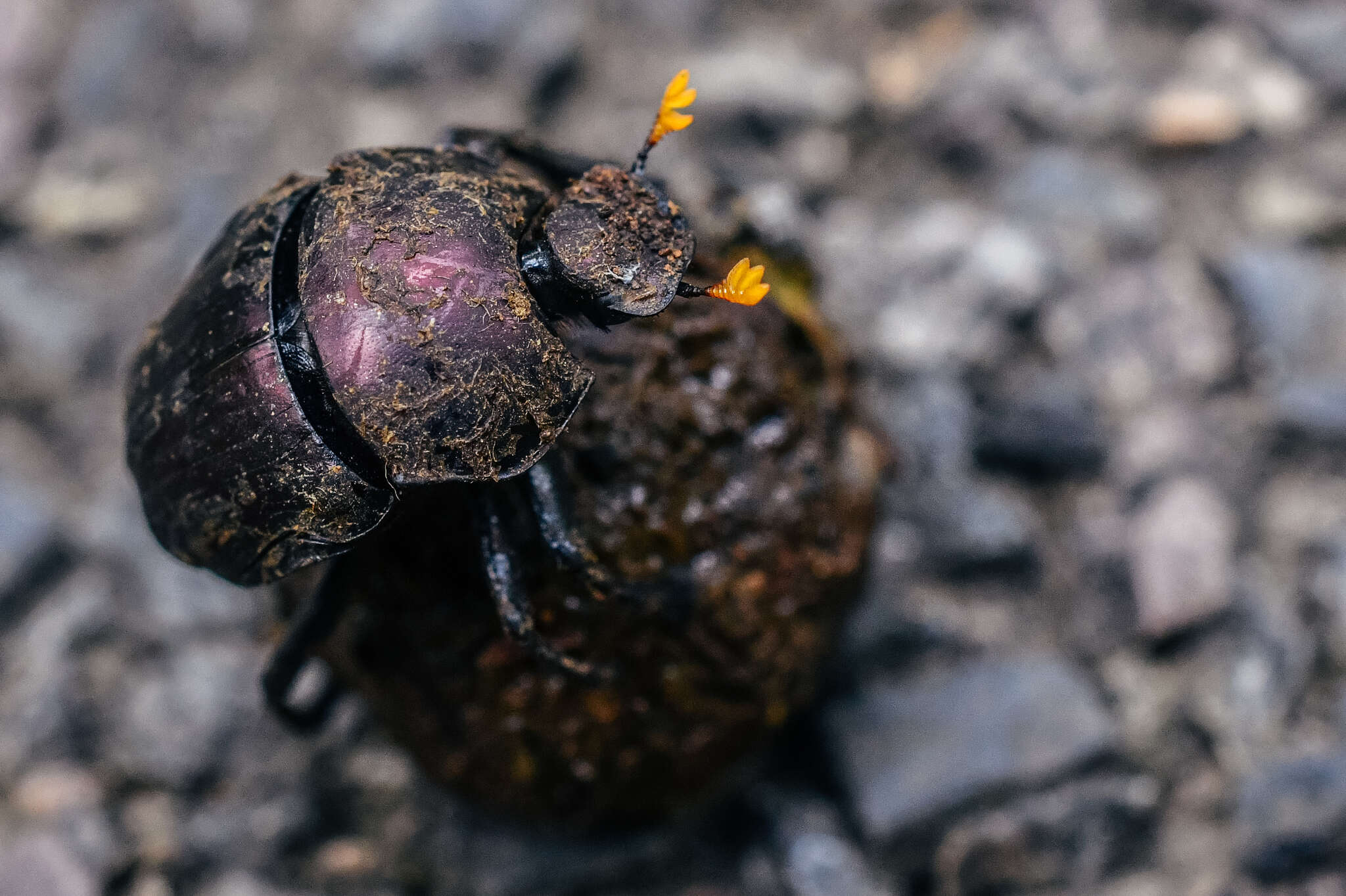 Paragymnopleurus sinuatus (Olivier 1789) resmi