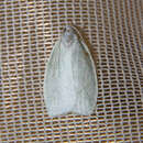 Image of Tarata Flat Moth