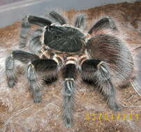 Image of Acanthoscurria