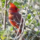 Plancia ëd Cardinalis cardinalis superbus Ridgway 1885