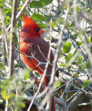 Imagem de Cardinalis cardinalis superbus Ridgway 1885