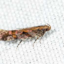 Image of Ruby Aristotelia Moth