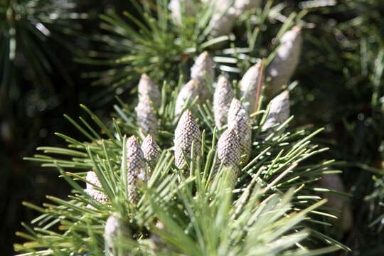 Image of Deodar cedar