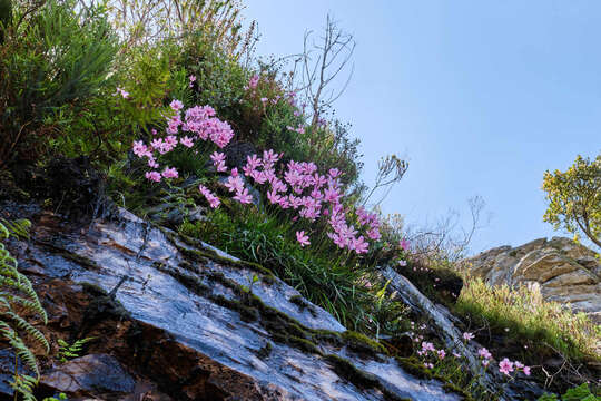 Image of Geissorhiza outeniquensis Goldblatt