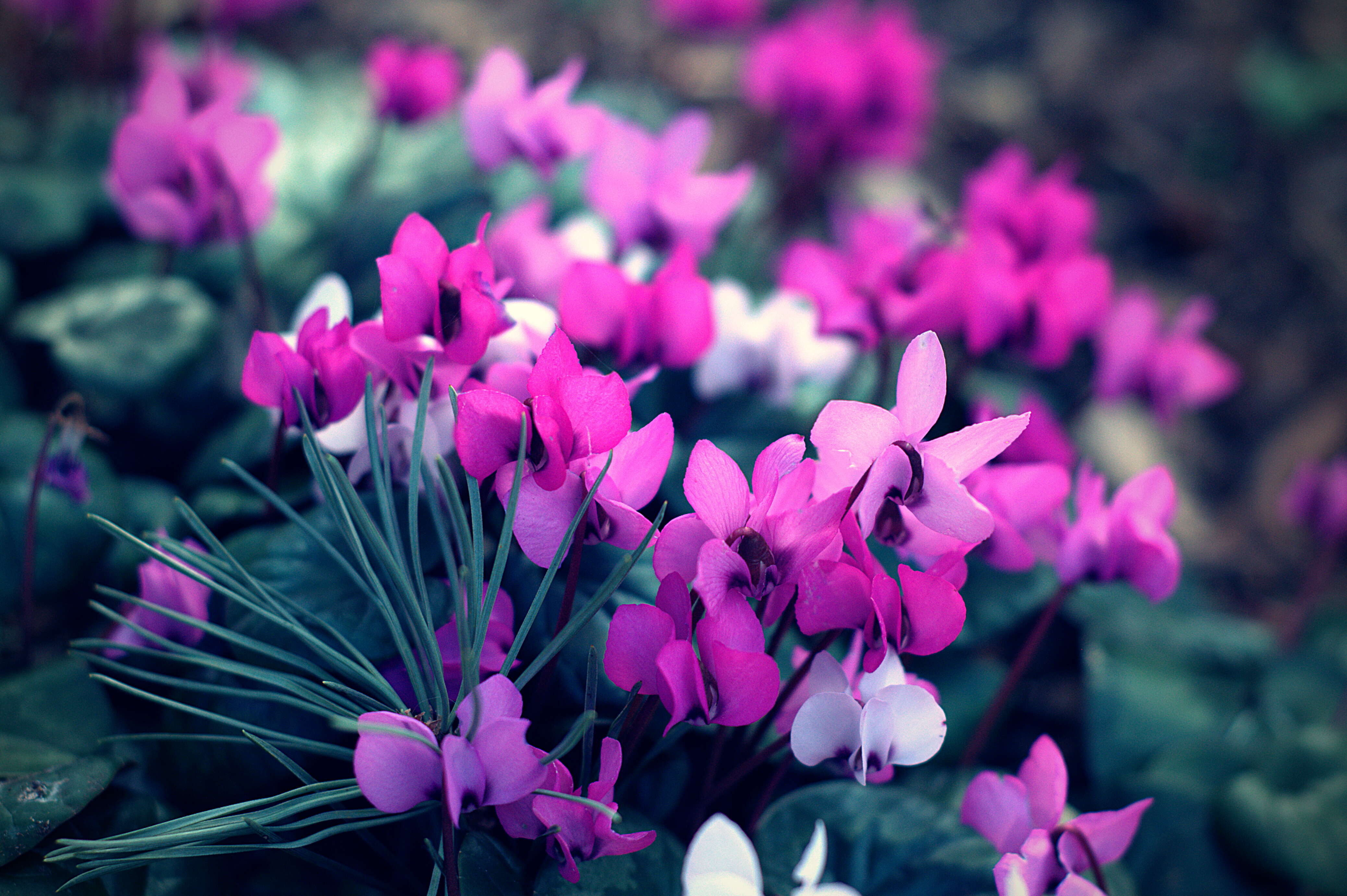 Image of Cyclamen coum Miller