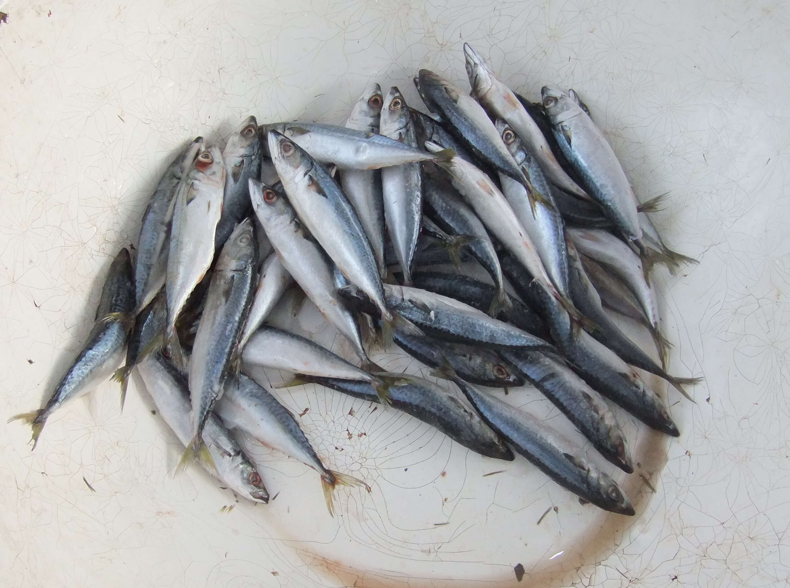 Image of Blue Mackerel