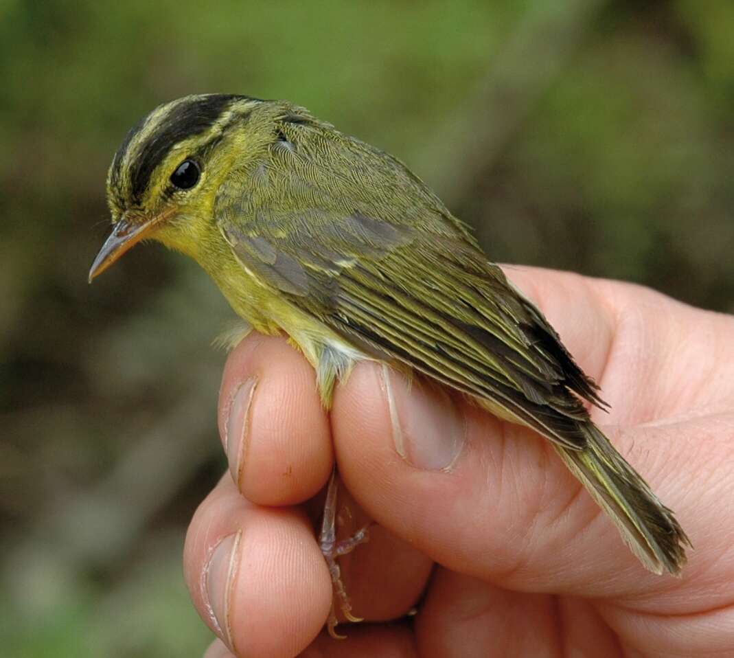 Image of Limestone Leaf Warbler