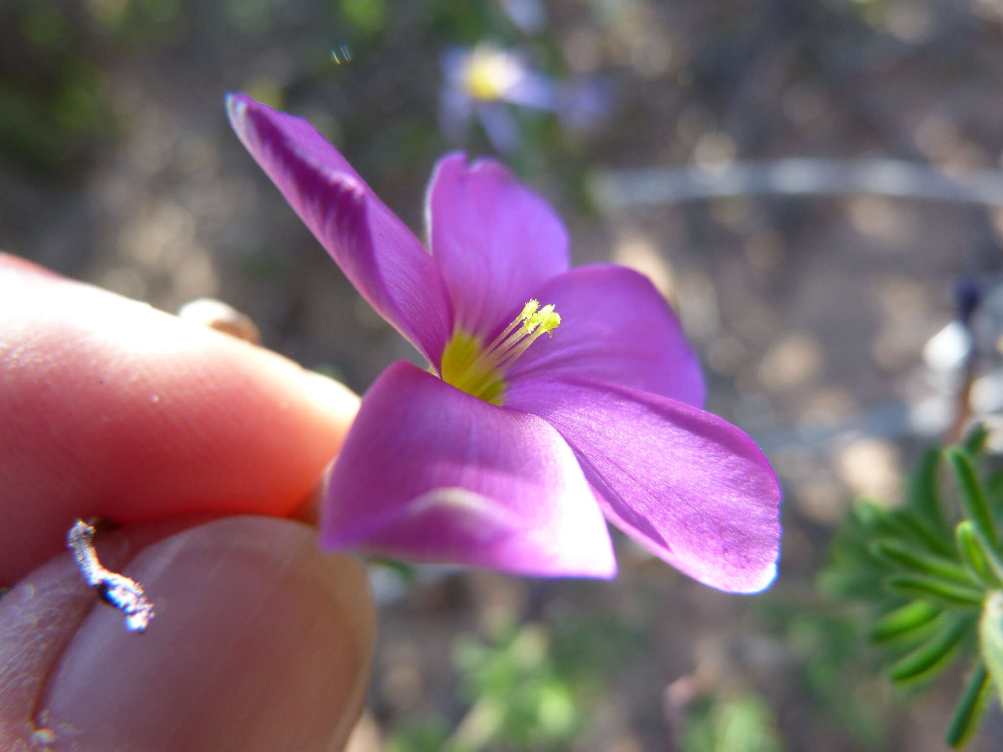 Sivun Oxalis hirta var. tubiflora (Jacq.) Salter kuva