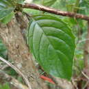 Image of Drymonia serrulata (Jacq.) Mart.