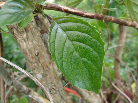 Image of Drymonia serrulata (Jacq.) Mart.