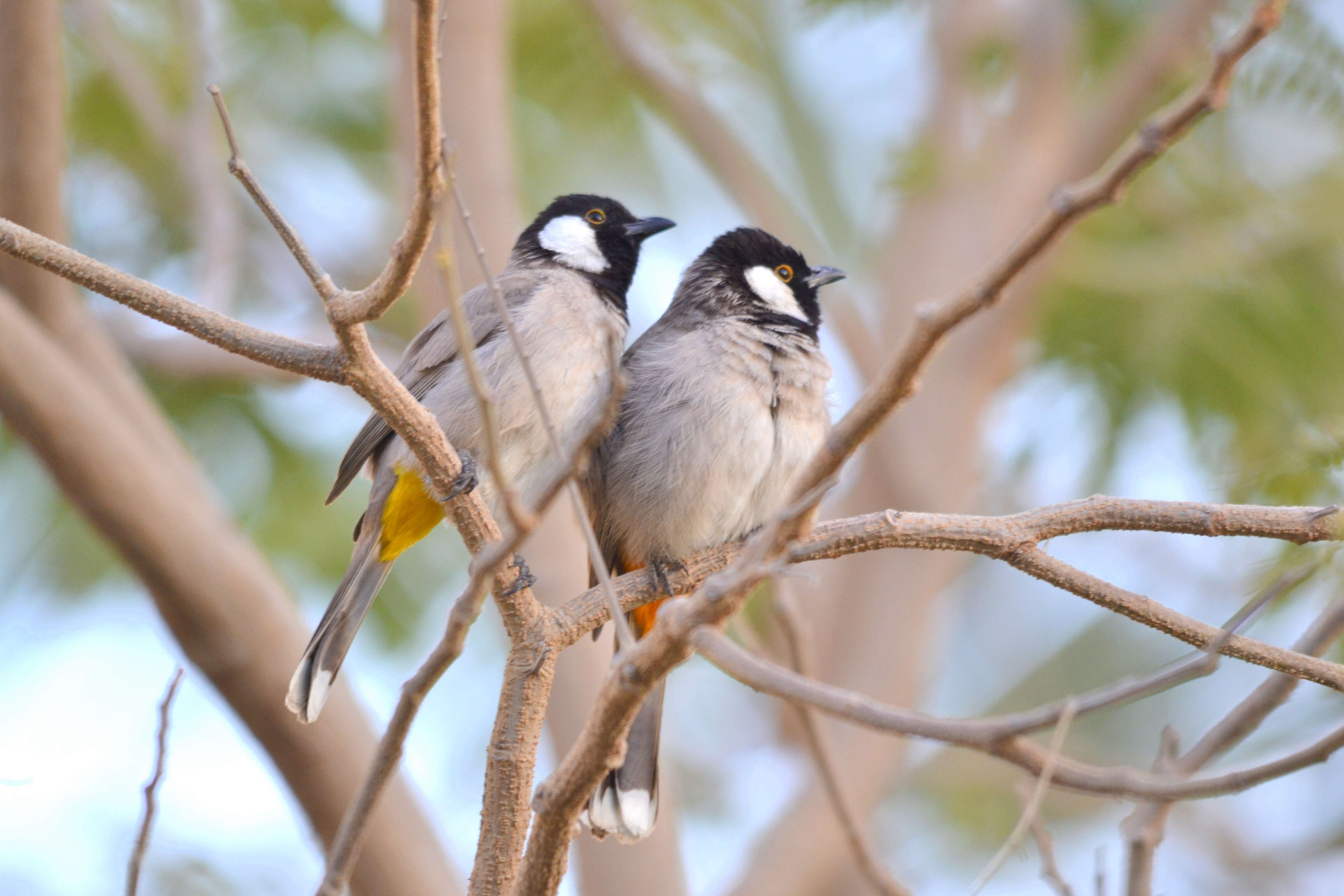 Image of White-eared Bulbul