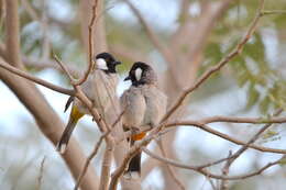 Image of White-eared Bulbul