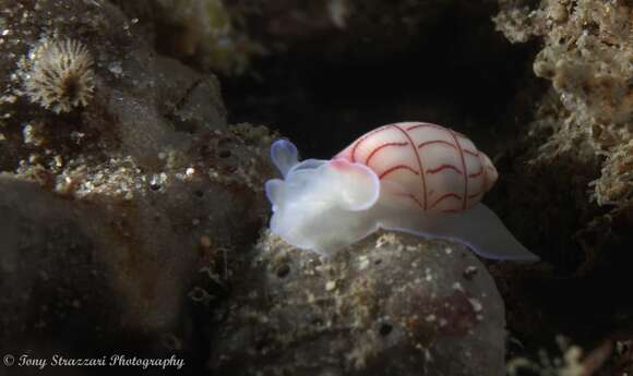 Image of lined bubble snail