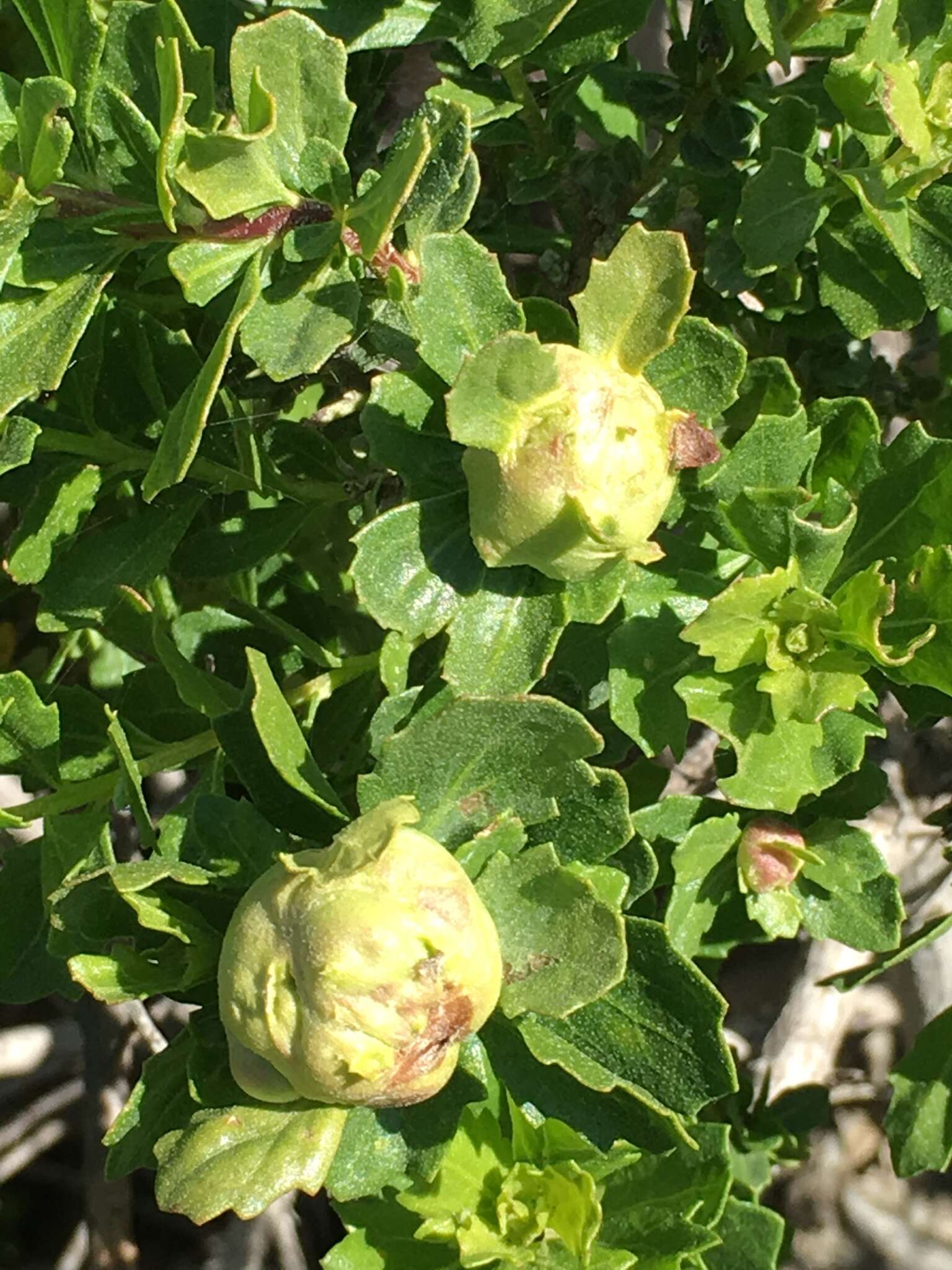 Image of Coyote Brush Bud Gall Midge