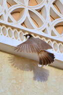 Image of White-eared Bulbul