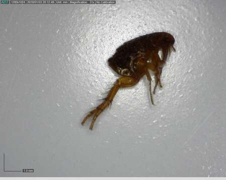 Image of Cat and Dog Fleas