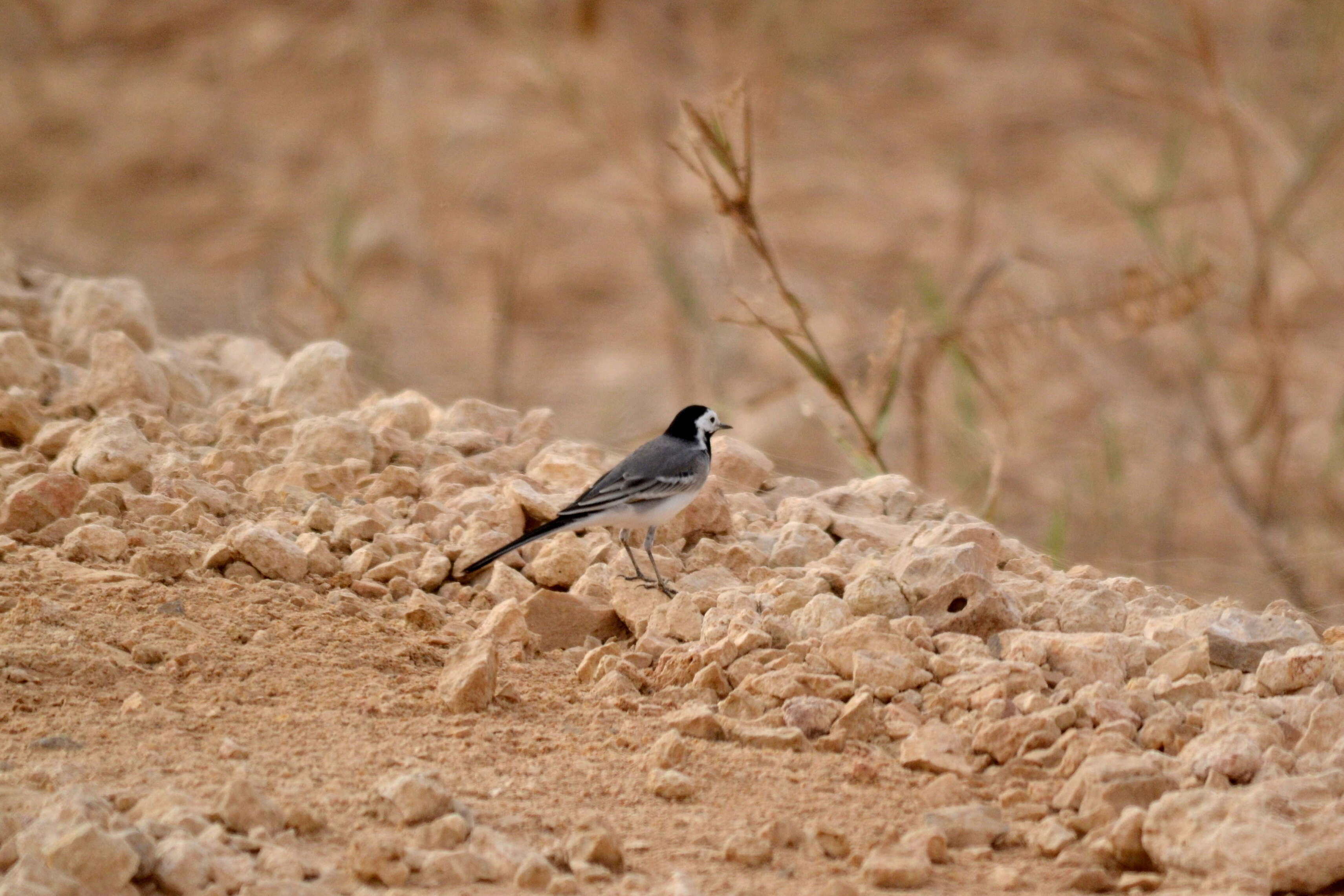 Image of Pied Wagtail and White Wagtail