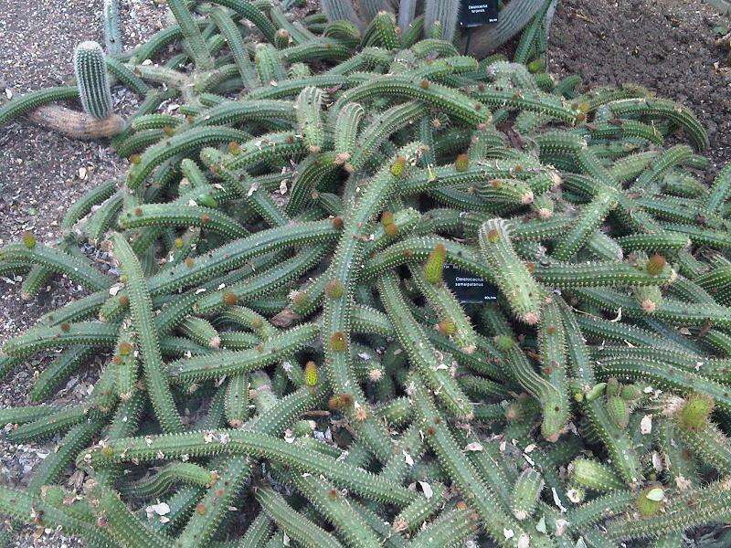 Image of Cleistocactus samaipatanus (Cárdenas) D. R. Hunt