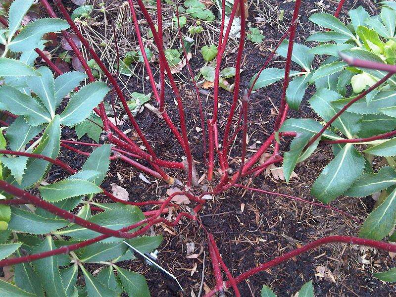 Image of Red-Barked Dogwood