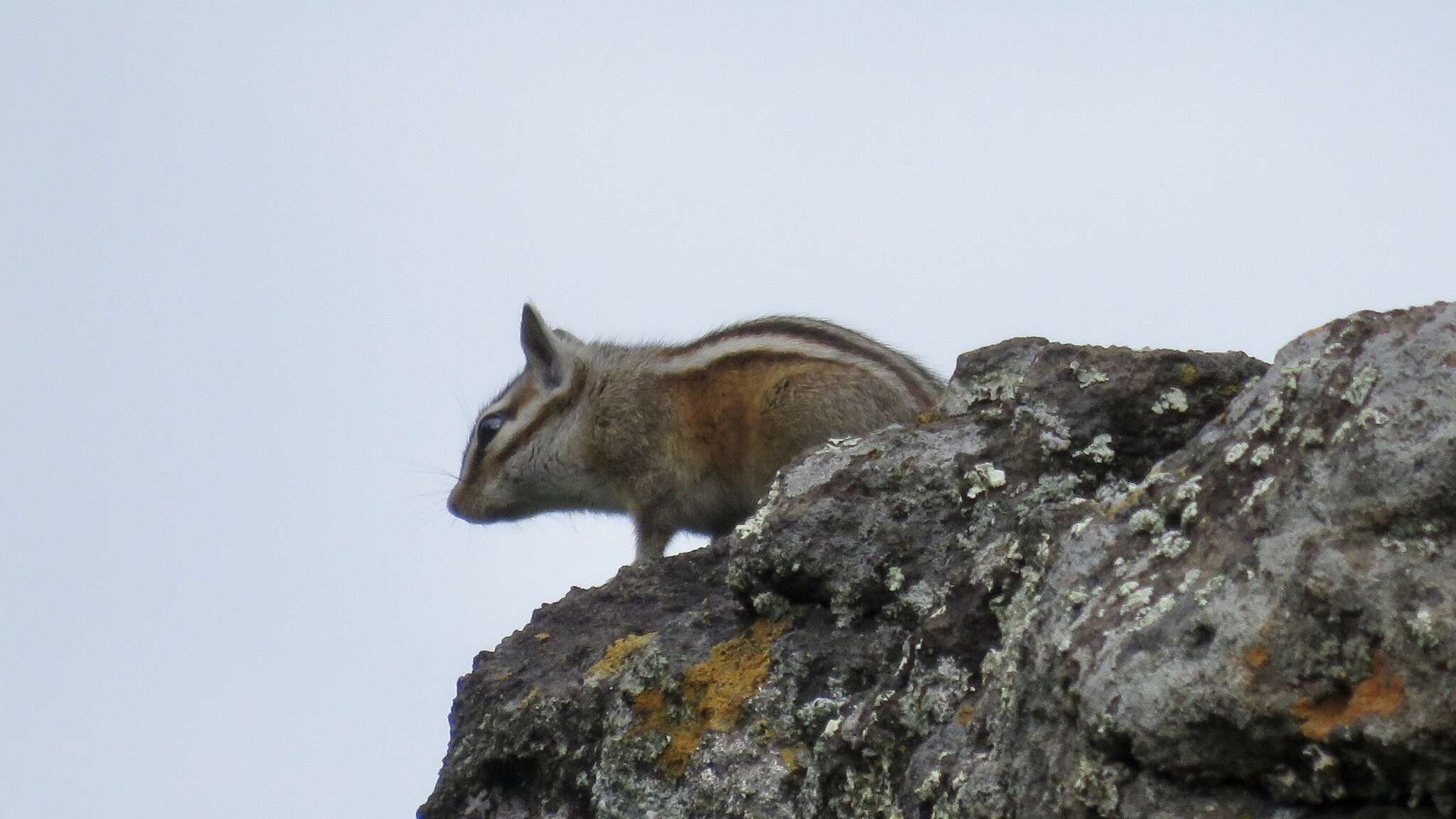 Image of Gray-collared Chipmunk