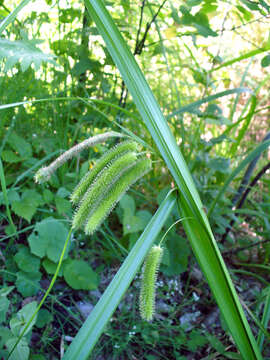 Image of Cyperus Sedge