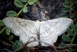 Слика од Scopula incanata Linnaeus 1758