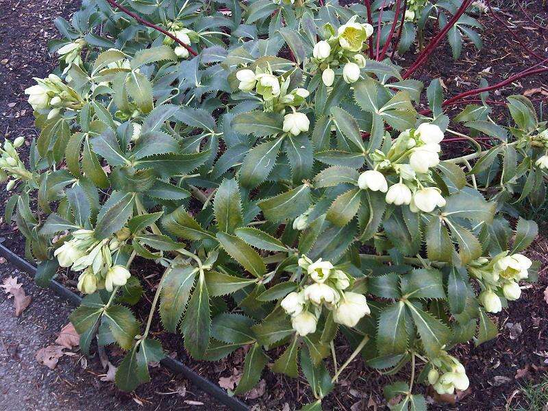 Image of Corsican hellebore