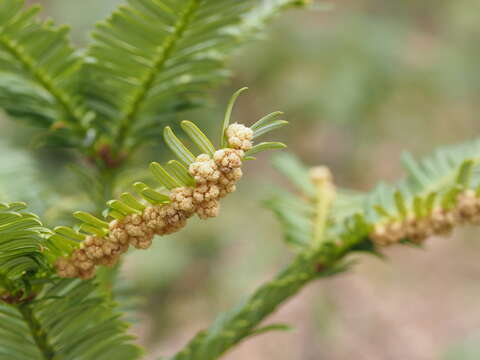 Plancia ëd Cephalotaxus harringtonii var. nana (Nakai) Rehd.