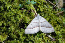 Image of Scotopteryx luridata