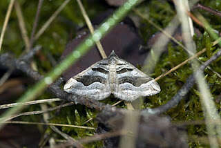 Image of Scotopteryx peribolata Hübner