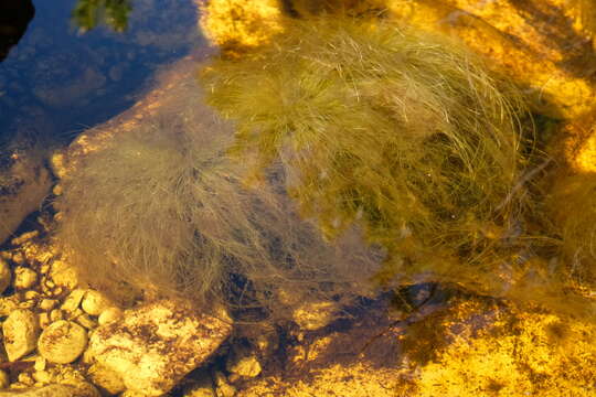 Слика од Isolepis digitata Nees ex Schrad.