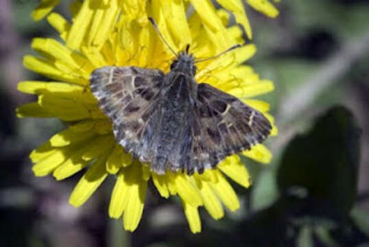 Image of Mallow Skipper