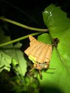 Image of Polistes takasagonus Sonan 1943