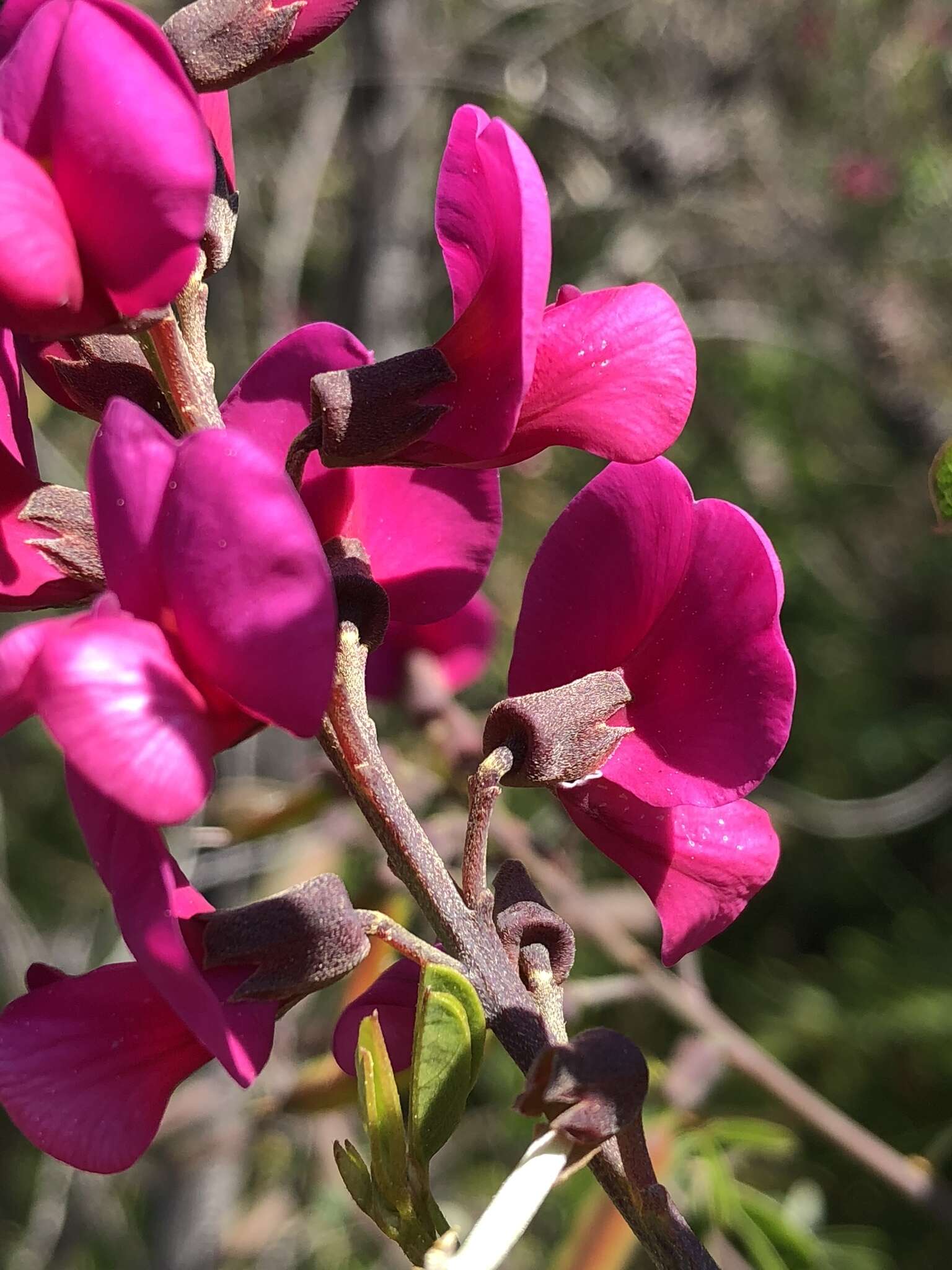 Plancia ëd Hypocalyptus coluteoides (Lam.) R. Dahlgren