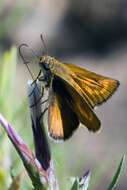 Image of lulworth skipper