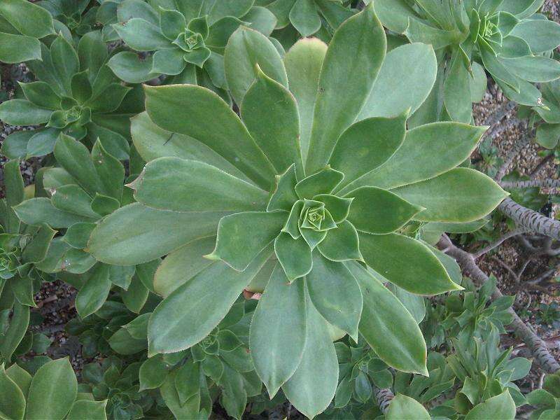 Image of Aeonium urbicum (Chr. Sm. ex Hornem.) Webb & Berth.