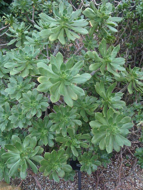 Image of Aeonium urbicum (Chr. Sm. ex Hornem.) Webb & Berth.