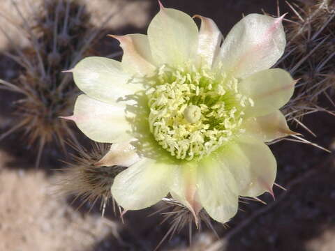 Image of Corynopuntia reflexispina (Wiggins & Rollins) Backeb.