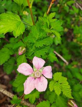 Plancia ëd Rubus pungens Cambess. ex Jacq.