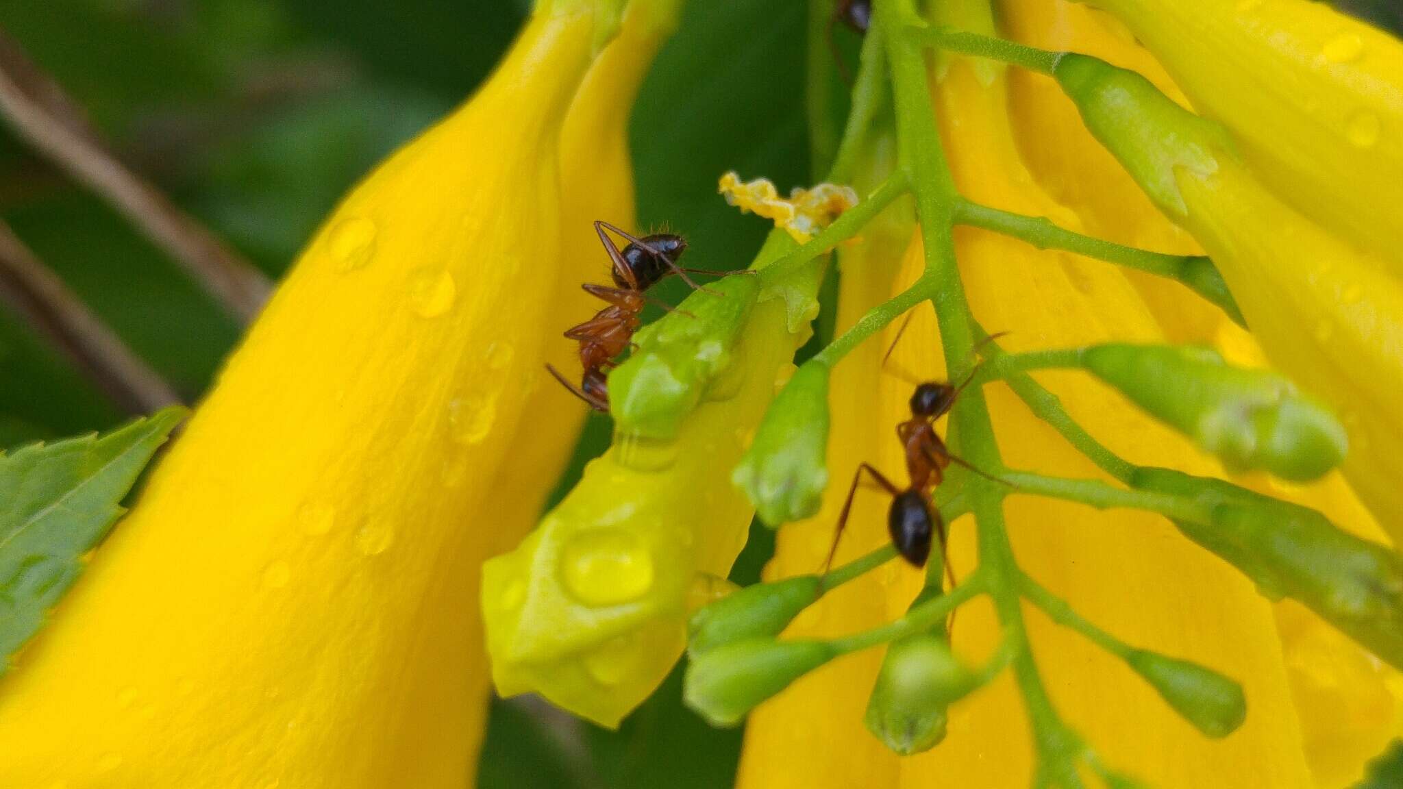 Image of Florida Carpenter Ant