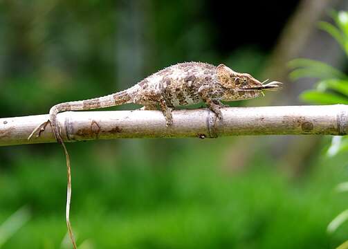 Image of Short-horned Chameleon