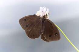 Image of Satyrus ferula